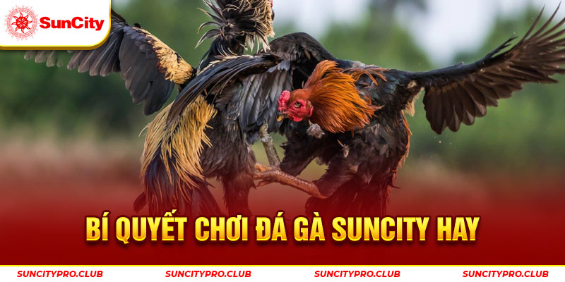 Bí quyết chơi đá gà Suncity hay