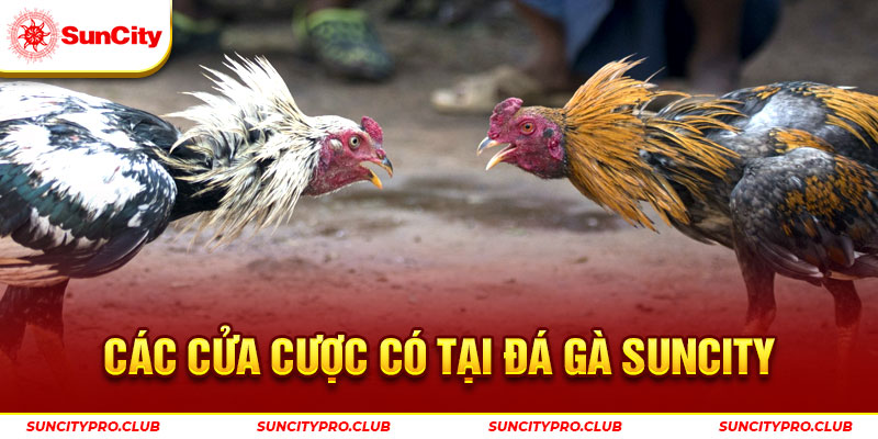 Các cửa cược có tại đá gà Suncity