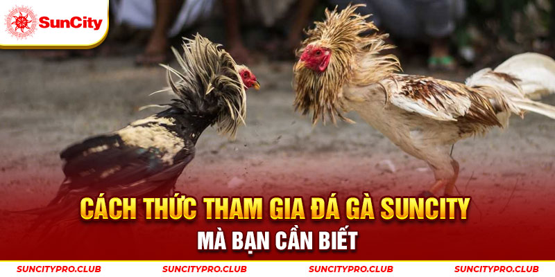 Cách thức tham gia đá gà Suncity mà bạn cần biết