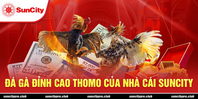 Đá gà đỉnh cao Thomo của nhà cái Suncity