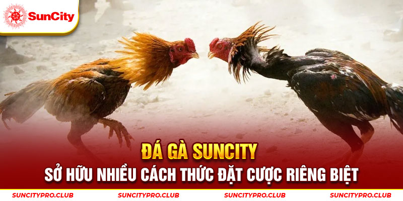 Đá gà Suncity sở hữu nhiều cách thức đặt cược riêng biệt