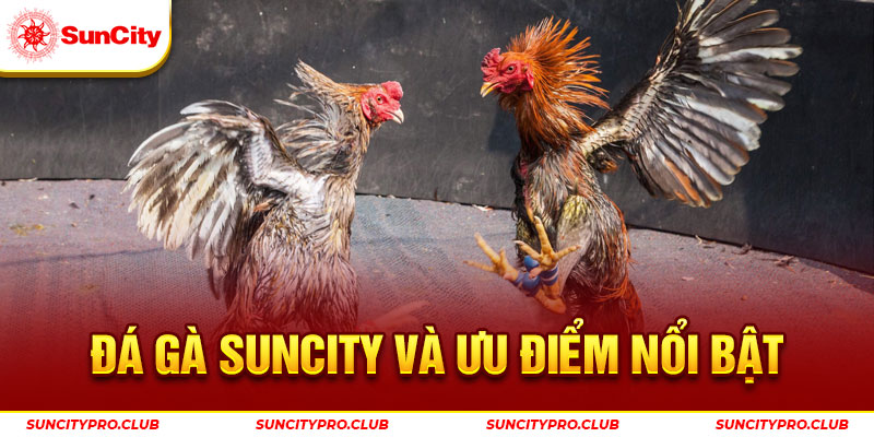 Đá gà Suncity và ưu điểm nổi bật