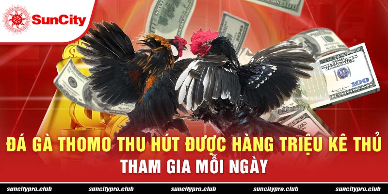 Đá gà Thomo thu hút được hàng triệu kê thủ tham gia mỗi ngày