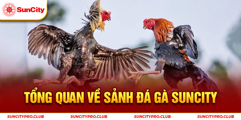 Tổng quan về sảnh đá gà Suncity